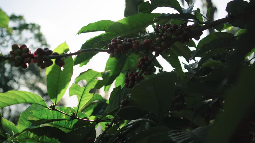 red coffee cherries ready for harvest