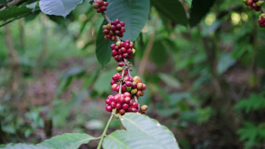 red coffee cherries ready for harvest