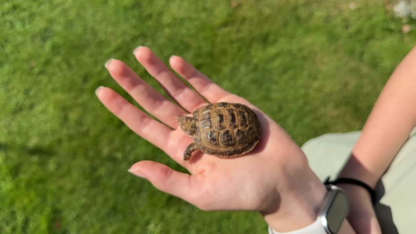 A small turtle walking on human hands outdoors, adorable pet reptile, summer day.