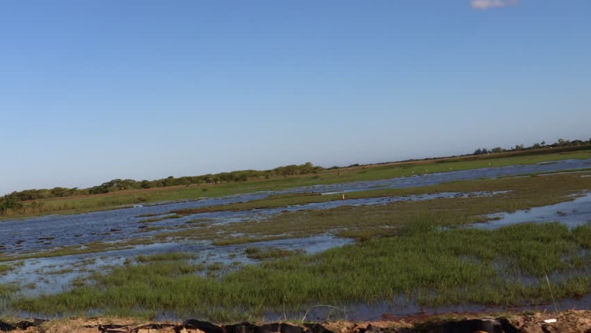 Tranquil wetland landscape with shallow blue water, green aquatic vegetation, and natural grasslands beneath a clear sunny sky.