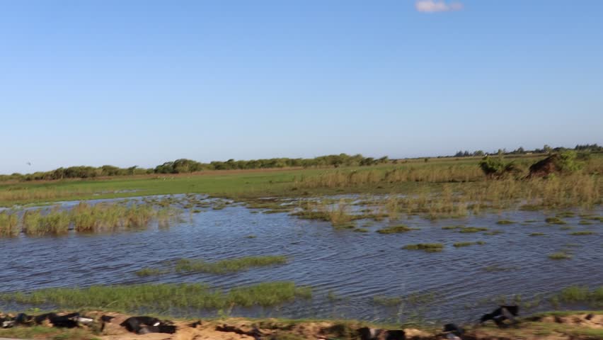 Tranquil wetland landscape with shallow blue water, green aquatic vegetation, and natural grasslands beneath a clear sunny sky.