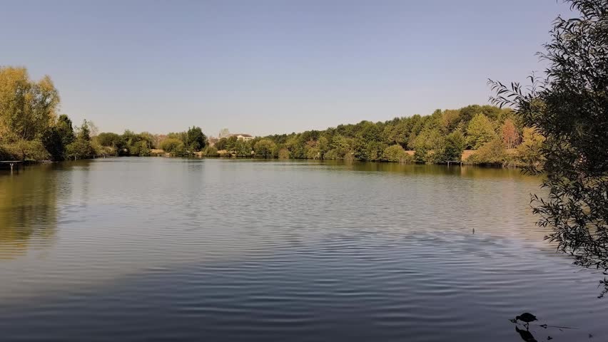 Peaceful lake with wooden dock, geese swimming, and lush green trees reflecting on still water during summer