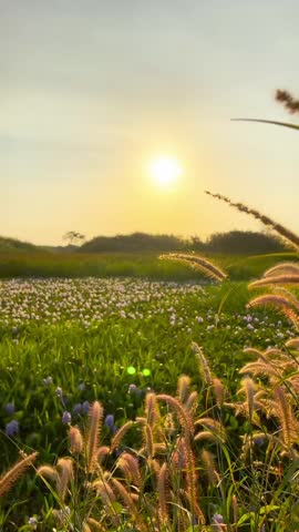 Golden Sunlight Through Foxtail Grass in a Peaceful Meadow at Golden Hour
