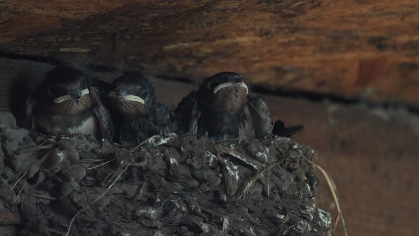 Barn swallow chicks being fed by the adults and defecating. 