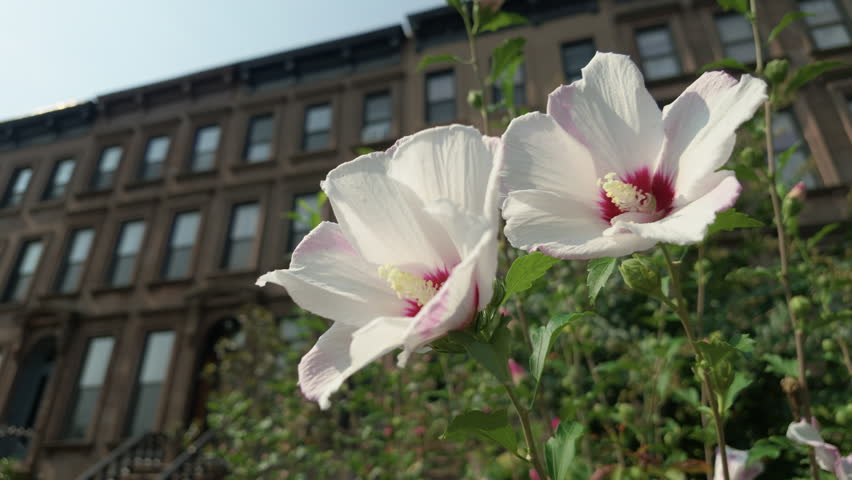 a pair of white and pink flowers in the front garden of a Brooklyn brownstone house