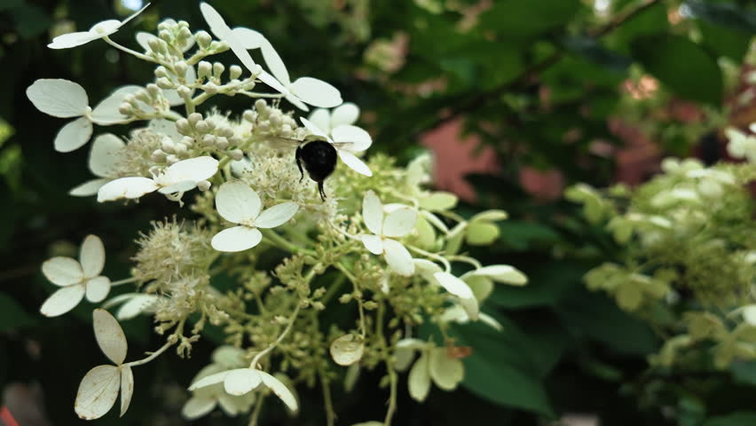 slow motion large bumblebee lands on white flowers