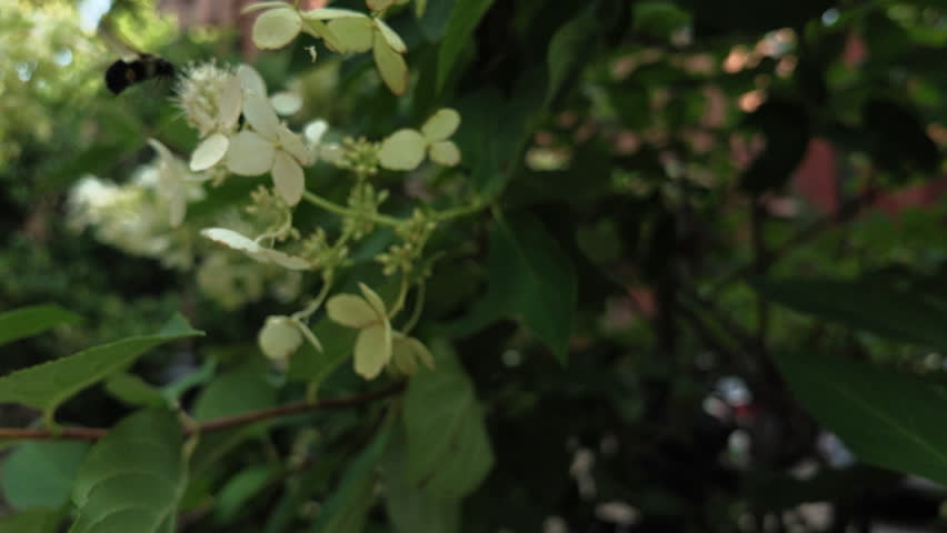 slow motion approaching large bumblebee on white flowers