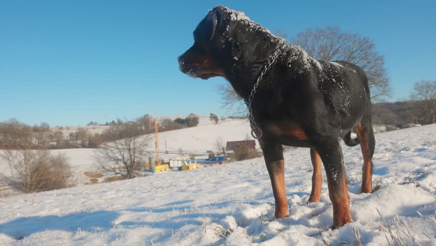 Majestic Rottweiler Dog Standing in Fresh Snow on Sunny Hill