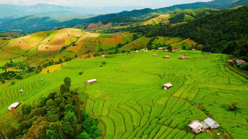 Rice Field - Famous landmark and popular travel destination in Asia on nature background 4K Aerial view