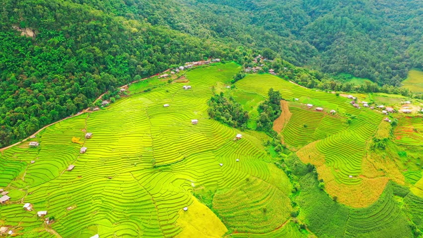 Rice Field - Famous landmark and popular travel destination in Asia on nature background 4K Aerial view