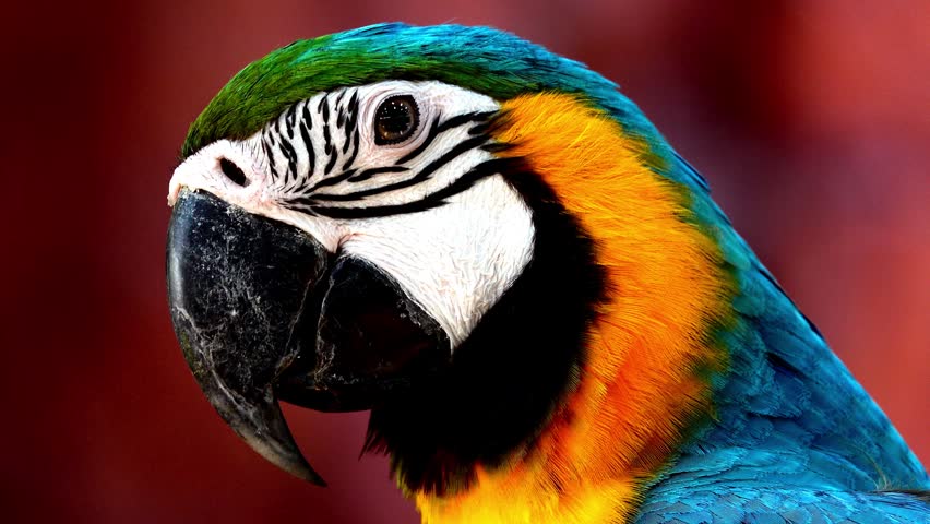 Extreme close up of a vibrant blue and gold macaw parrot turning its head against a dark background. Detailed view of colorful plumage, eye, and sharp beak in vivid natural beauty portrait.