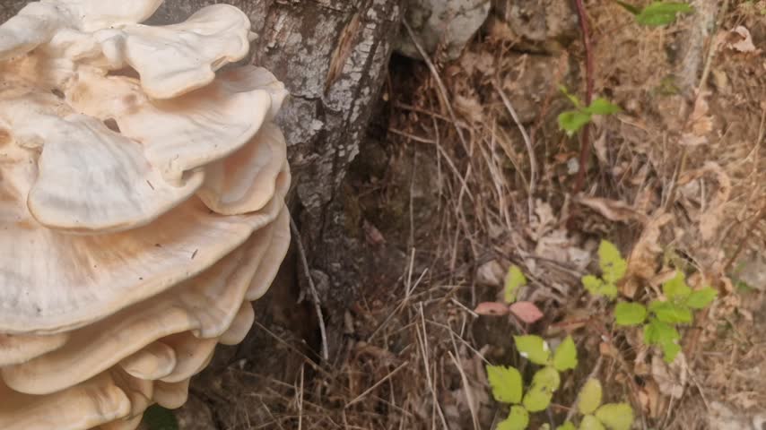 Close-up footage of a large bracket fungus growing on a tree trunk in the Sierra de Gredos, Spain. Layered cream-colored shelves contrast with rough bark, creating a detailed woodland nature scene.