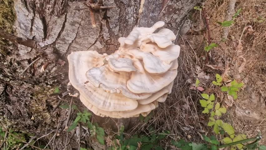 Natural footage of a large shelf fungus growing on a tree trunk in Sierra de Gredos, Spain. Its overlapping cream and beige layers stand out against rugged bark and woodland vegetation.