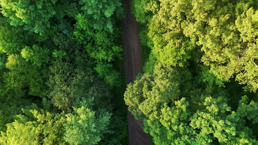 Aerial view of a recreational buggy driving on a dirt trail through dense green forest, representing off-road adventure, freedom, and outdoor travel.