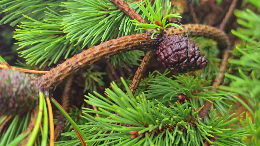 A pine branch with green needles and young brown cones.  Norway, Alver. August