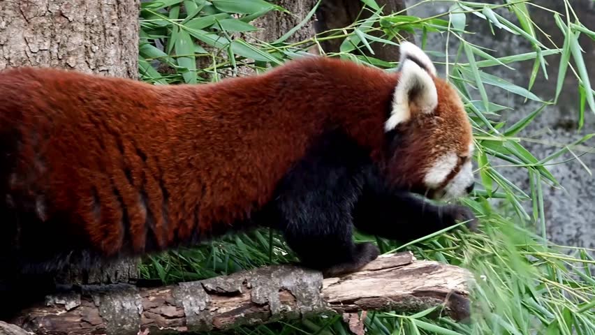 The red panda, Ailurus fulgens, also called the lesser panda and the red cat-bear sitting on a tree.