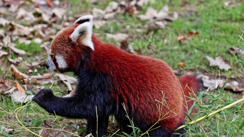 The red panda, Ailurus fulgens, also called the lesser panda and the red cat-bear sitting on a tree.