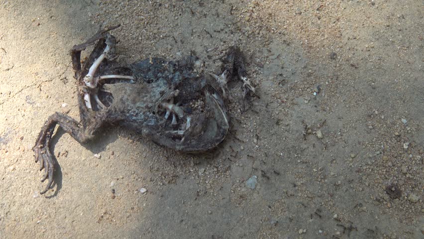 A toad crushed on the road is an object of food interest for ants, but many ants will become victims of cars in turn.