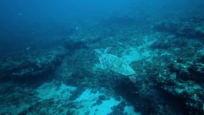 A sea turtle on a coral reef in Puerto Rico 