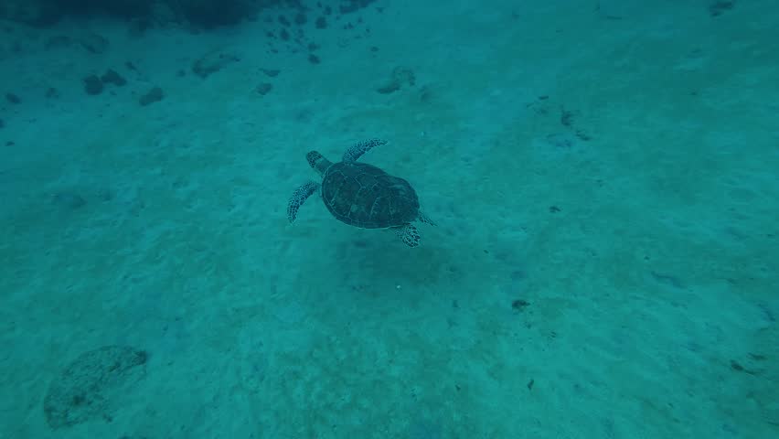 A sea turtle on a coral reef in Puerto Rico 