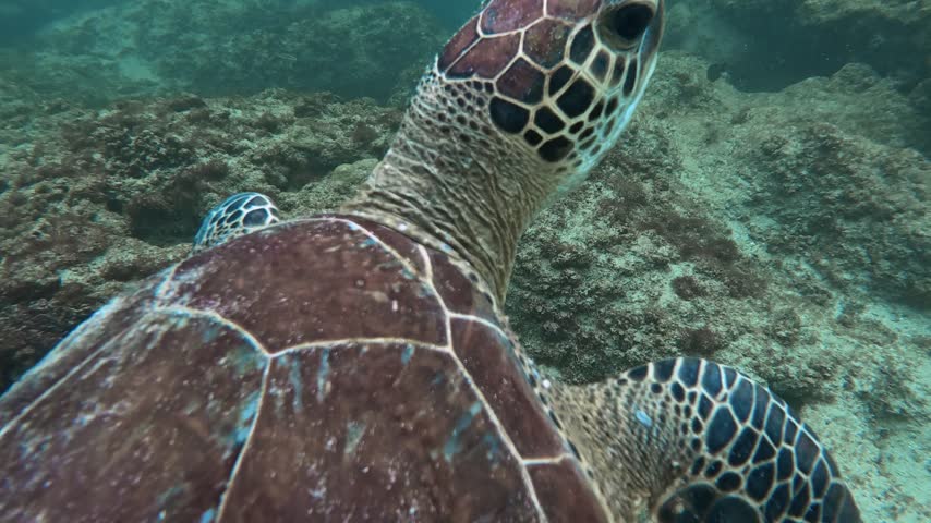 A sea turtle on a coral reef in Puerto Rico 