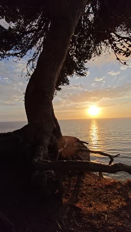 Dramatic sunset over the ocean viewed through ancient tree branches on a cliff in Palos Verdes Estates, California