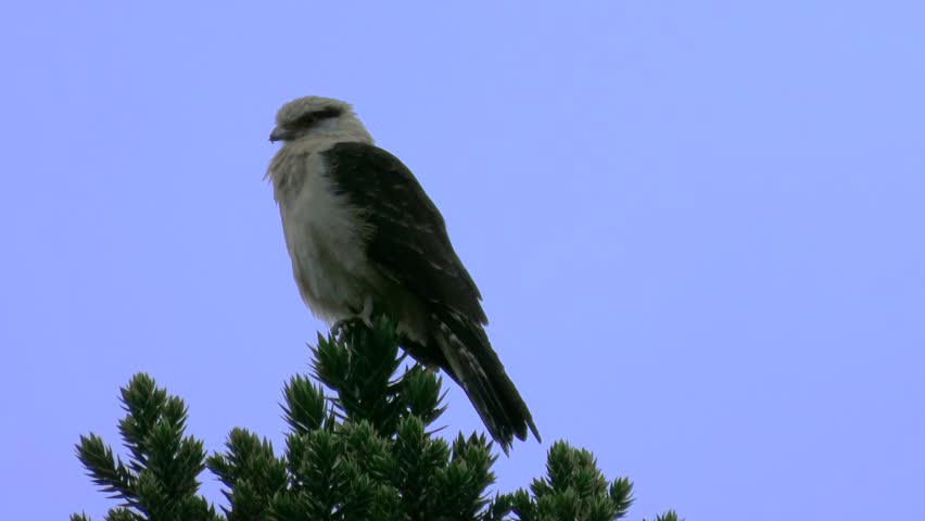 Yellow-headed caracara bird perched on a tree top in the early morning.