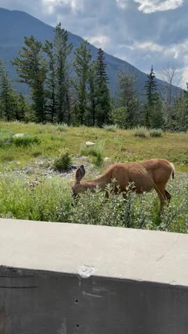 deer in the mountains eating grass