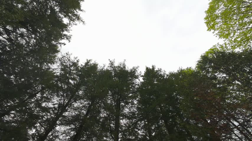 A low-angle aerial drone perspective looking directly up at towering deciduous and evergreen treetops swaying against a bright overcast sky.