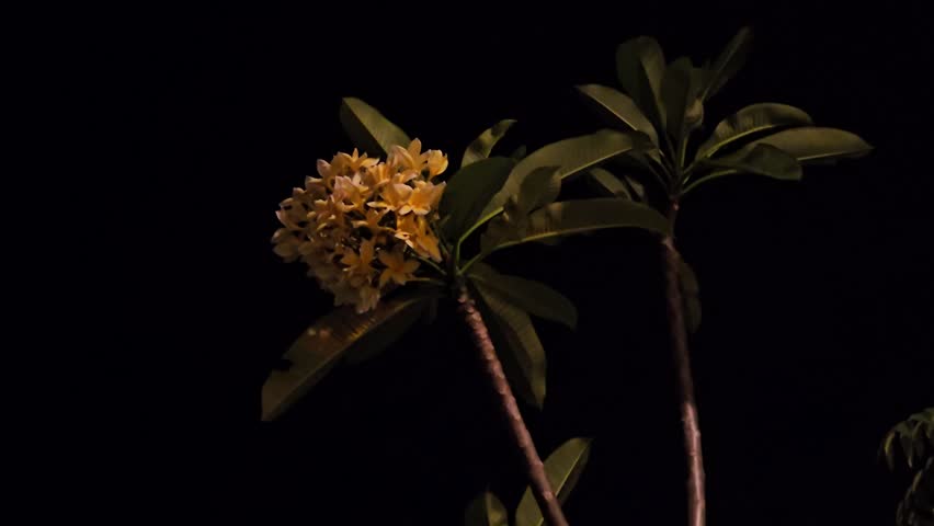 Golden frangipani flowers,Yellow frangipani flower ,Balinese Indonesia called Bunga Kamboja ,Golden flowers bloom against deep black night.Night photography
