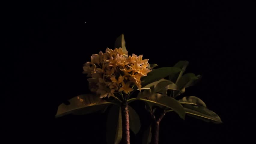 Golden frangipani flowers,Yellow frangipani flower ,Balinese Indonesia called Bunga Kamboja ,Golden flowers bloom against deep black night .Night photography