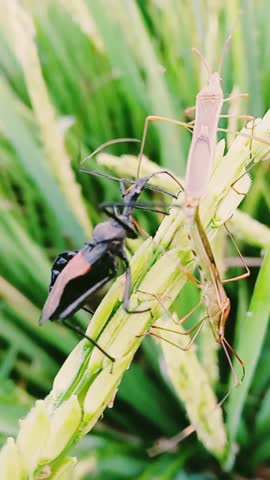 Assassin bug from the family Reduviidae.
