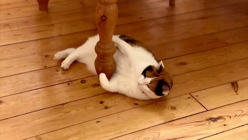 cute adult calico cat lying on side under wooden table leg with wooden floor