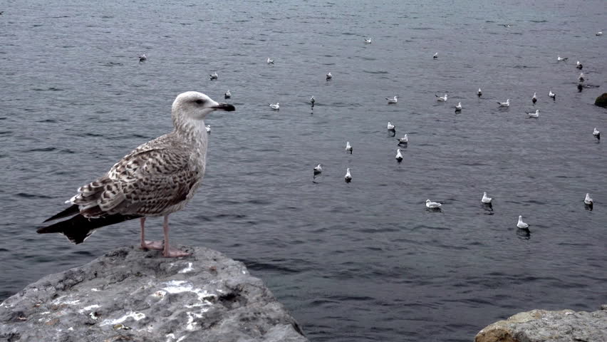 Close-up of a juvenile seagull standing on a rocky shoreline overlooking calm water, with a large flock of gulls floating and gathering in the background