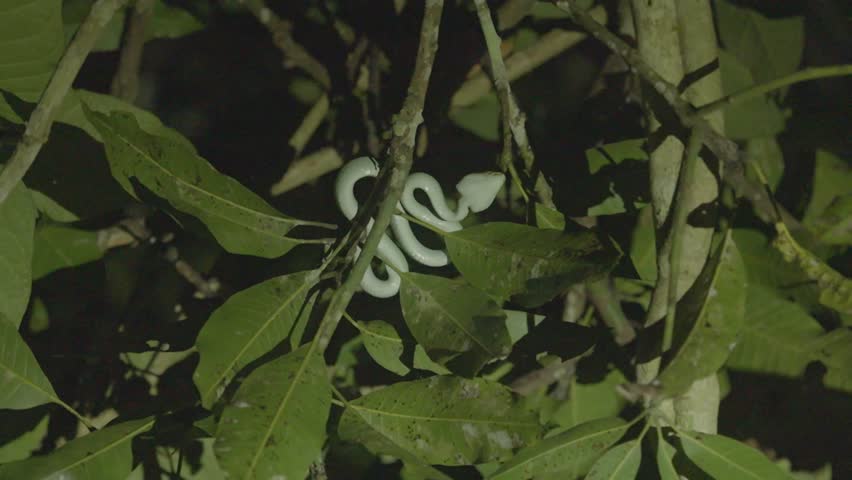 Static close-up shot of a bright green pit viper coiled among leaves on a tree branch, resting quietly under spot lighting during a night jungle search.
