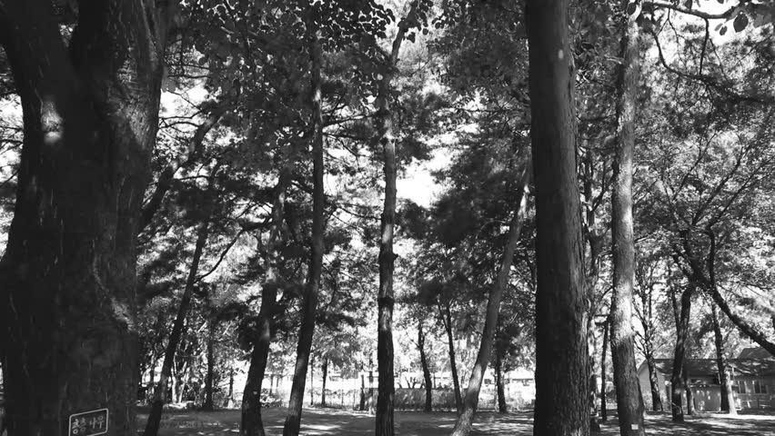Monochrome medium shot of a dense forest park with tall trees, textured tree trunks, and filtered light coming through the canopy.