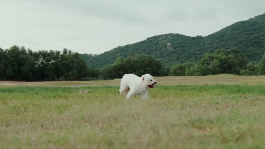 Adorable Toy Poodle puppy enjoys playtime in a lush green park. The playful pup frolics on the grass near a pink ball, its fluffy fur and happy demeanor radiating pure joy.