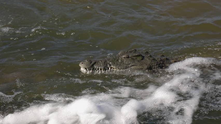 Sunny closeup of crocodile face as it lies in shallow river rapid