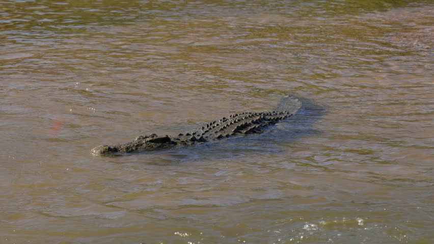 Semi-submerged crocodile in Shingwedzi River on sunny Kruger day