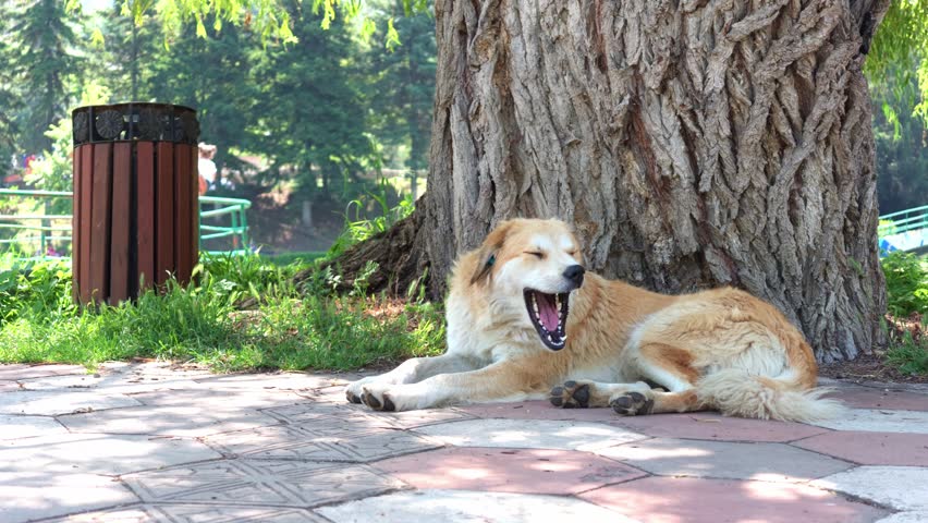 Golden retriever rests under large tree in sunny park. Dog lies on paved path near trash bin. Trees and grass surround peaceful scene