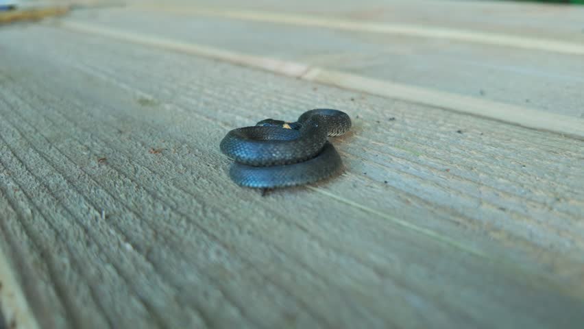 Tiny grass snake curls on wooden decking, breathing, moving, attempting to bite