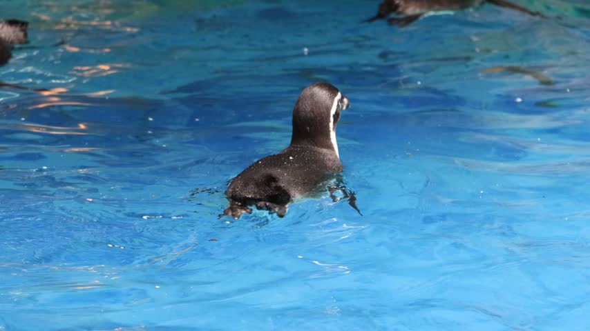 Humboldt Penguin Swimming in Clear Blue Water, Wild Humboldt Penguin Floating on Blue Water, Humboldt Penguin in Blue Ocean Environment