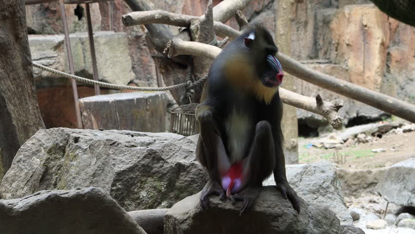 Mandrill Monkey Family with distinctive colorful facial features. Mandrill monkey activity in the conservation enclosure at Bogor safari park Indonesia