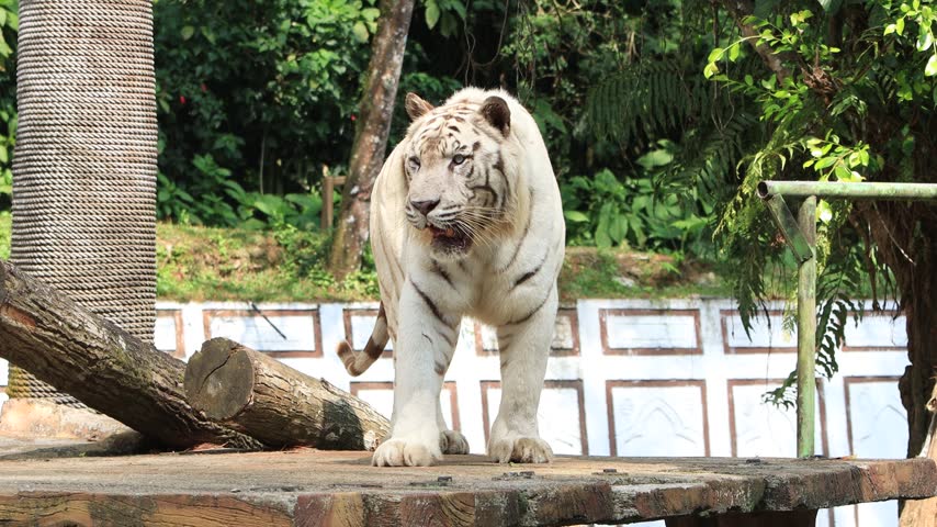 White bengal tiger closeup head, closeup head of white bengal tiger