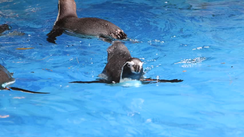 Humboldt Penguin Swimming in Clear Blue Water, Wild Humboldt Penguin Floating on Blue Water, Humboldt Penguin in Blue Ocean Environment