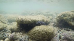 Video 1920x1080p - Sea cucumber and fishes on the bottom of the sea