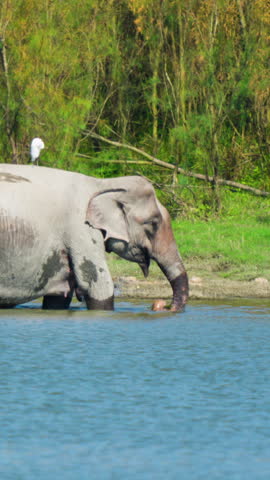 A cinematic shot of a wild Asian elephant drinking water from a river in India, featuring a white egret perched on its back. Perfect for wildlife documentaries and sustainability themes.
