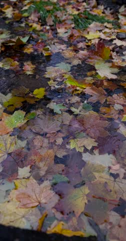 Yellow and red maple leaves on the surface of a forest puddle, wet fallen maple leaves float in clear water against the background of rocks in the park