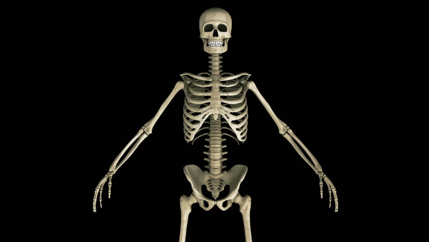 Прямо на скелет. Скелет прямо. Скелет человека на черном фоне. Скелет человека на фоне человека. Скелет сверху.