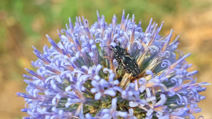 Close-up of a bee on purple spherical flower
